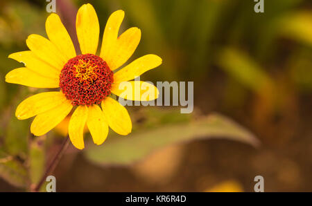 Rudbeckia fulgida 'Goldstrum' orange Coneflower in voller Blüte Stockfoto
