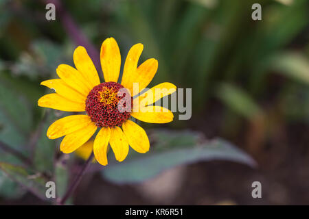 Rudbeckia fulgida 'Goldstrum' orange Coneflower in voller Blüte Stockfoto