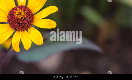 Rudbeckia fulgida 'Goldstrum' orange Coneflower in voller Blüte Stockfoto