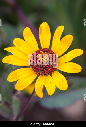 Rudbeckia fulgida 'Goldstrum' orange Coneflower in voller Blüte Stockfoto