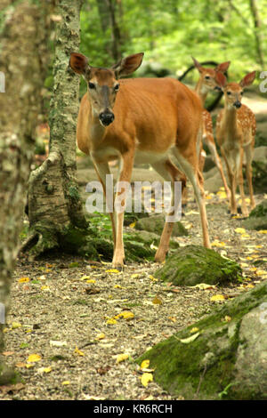 Mutter Hirsche und Jungen in den Wäldern, Virginia, USA Stockfoto