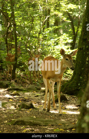 Mutter Hirsche und Youngs im Wald, Virginia Stockfoto