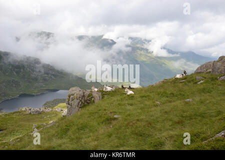 Ziegen auf einem Bergrücken mit Llyn Ogwen im Hintergrund. See Blick vom Mount Tryfan, Snowdonia, Wales, Großbritannien Stockfoto