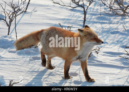 Ezo Red Fox (Vulpes vulpes schrencki) im Winter. Stockfoto