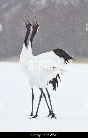 Red-Crowned Kraniche (Grus japonensis) stehen in den Schnee im Winter. Stockfoto