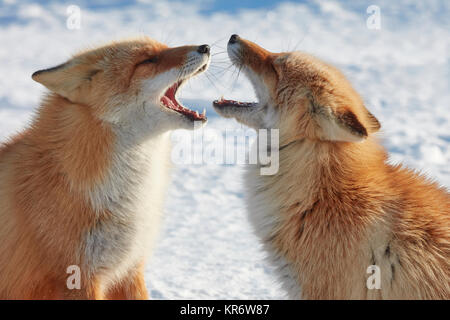 Zwei Ezo Red Fox (Vulpes vulpes schrencki) im Winter. Stockfoto