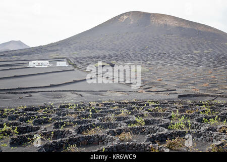 Weinberg in Lanzarote, Kanarische Inseln, Spanien Stockfoto