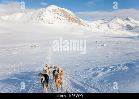 Winterlandschaft mit pack Huskies Ziehen eines Schlittens. Stockfoto