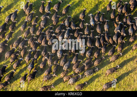 Luftaufnahme der große Herde der Afrikanischen Büffel in üppigen Delta. Stockfoto