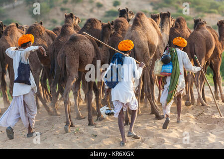 Hintere Ansicht von drei Männern, die traditionelle Kleidung, die eine Herde Kamele durch den Sand. Stockfoto