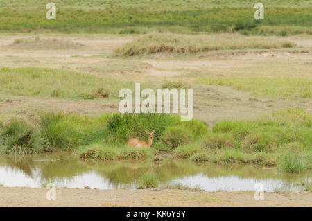 Weibliche Riedböcke (Wissenschaftlicher Name: Redunca redunca, oder "Tohe ndope" in Swaheli) Bild auf Safari in die Serengeti/Tarangire, Lake Manyara, Stockfoto