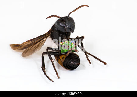 Wasp sitzen und halten Pad auf weißem Hintergrund Stockfoto