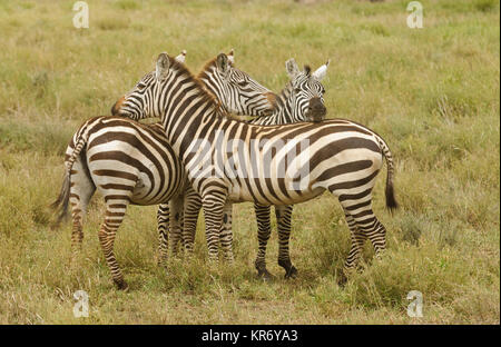 Nahaufnahme von Burchell's Zebra oder Boehms Zebra (Wissenschaftlicher Name: Equus burchelli, unterart Equus burchelli boehmi oder "punda Milia'in Swaheli) Bild t Stockfoto