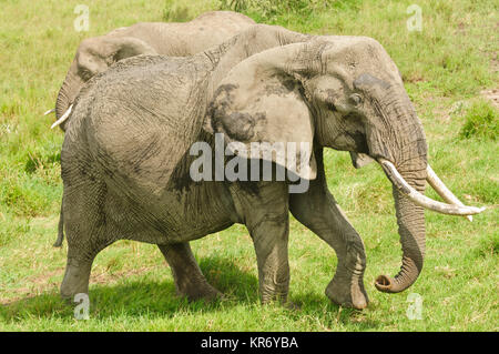 Nahaufnahme des afrikanischen Elefanten (wissenschaftlicher Name: Loxodonta africana oder „Tembo“ in Swaheli), aufgenommen auf Safari im Serengeti Nationalpark Stockfoto