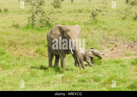 Afrikanischer Elefant mit Baby (wissenschaftlicher Name: Loxodonta africana, oder „Tembo“ in Swaheli) im Serengeti National, Tansan Stockfoto