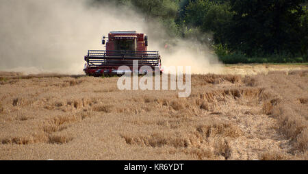 Mähdrescher in Aktion Stockfoto