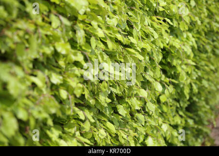 Buche Hedge, Fagus sylvatica, Blick entlang eines ausgereiften Hedge mit frischen grünen Blättern. Stockfoto