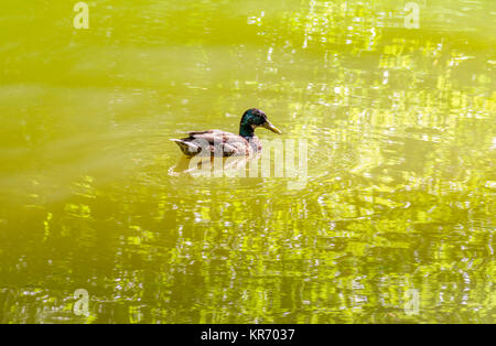 Sonnige Landschaft zeigt eine Stockente schwimmen in einem See im Sommer Stockfoto