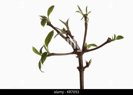 Viburnm, Burkwoodii, Viburnam x burkwoodii, Filialen mit aufstrebenden Blätter gegen einen reinen, weißen Hintergrund angezeigt. Stockfoto