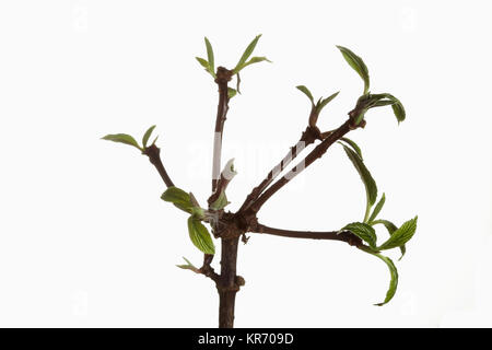 Viburnum Burkwoodii,, Viburnam x burkwoodii, Filialen mit aufstrebenden Blätter gegen einen reinen, weißen Hintergrund angezeigt. Stockfoto