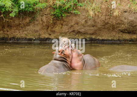 Nahaufnahme von Hippopotamus (Wissenschaftlicher Name: Hippopotamus amphibius, oder 'Kiboko" in Swaheli) Bild auf Safari in die Serengeti National Park. Stockfoto