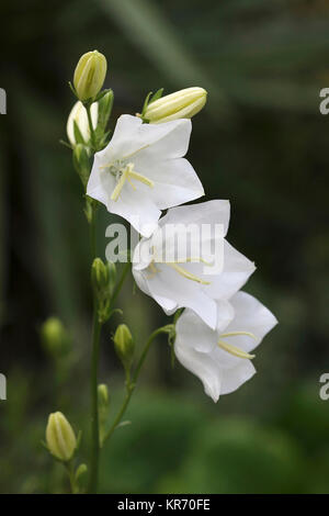 Canterbury Bell, Campanula Medium, Nahaufnahme von 3 offenen Blüten und Knospen an einem Stiel. Stockfoto