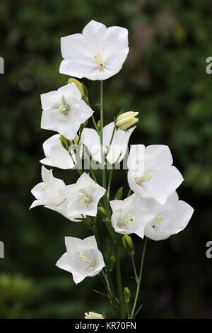 Canterbury Bell, Campanula Medium, ein Stamm der Weißen offene Blüten an einem Stiel. Stockfoto