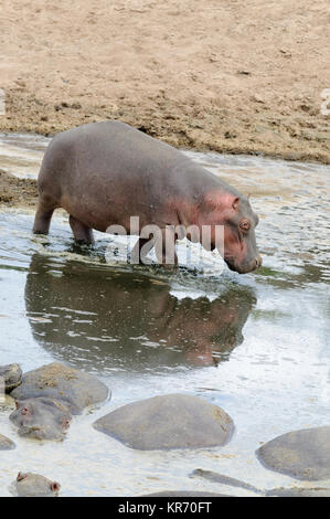 Nahaufnahme von Hippopotamus (Wissenschaftlicher Name: Hippopotamus amphibius, oder 'Kiboko" in Swaheli) Bild auf Safari in die Serengeti National Park. Stockfoto