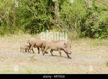 Warzenschwein Familie (Wissenschaftlicher Name: Phacochoerus aethiopicus, oder 'Ngiri' in Swaheli) Bild auf Safari im Serengeti National Park, Tanzan Stockfoto