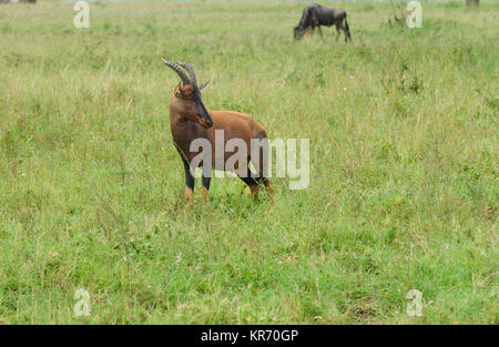 Nahaufnahme von Topi (Damaliscus lunatus jimela Name: oder "Nyamera" in Swaheli) Bild auf Safari im Serengeti National Park, Tan Stockfoto