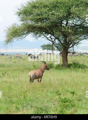 Nahaufnahme von Topi (Damaliscus lunatus jimela Name: oder "Nyamera" in Swaheli) Bild auf Safari im Serengeti National Park, Ta Stockfoto