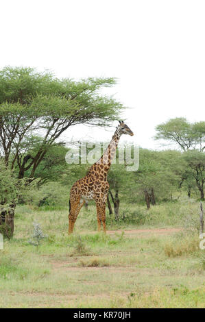 Masai Giraffe (Wissenschaftlicher Name: Giraffa Camelopardalis tippelskirchi oder "Twiga' in Swaheli) Bild auf Safari in die Serengeti National Pa entfernt Stockfoto