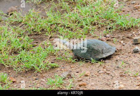 Nahaufnahme der Schildkröte (Wissenschaftlicher Name: Pelomedusa subrufa, oder 'Kasa' in Swaheli) Bild auf Safari im Serengeti National Park, Tansania Stockfoto