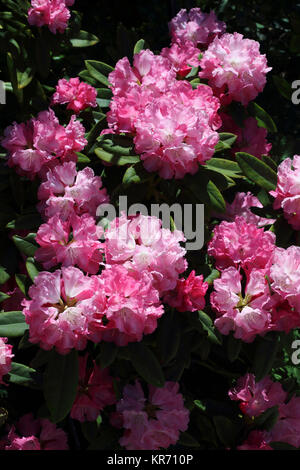 Rhododendron, Rhododendron yakushimanum Rosy Traum x 'Britannia', tief rosa Blumen in voller Blüte getragen auf einem Busch. Stockfoto