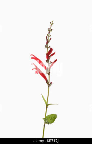 Salbei, Ananas Salbei Salvia Elegans, einzelnen Stamm mit gezeigt öffnen und Öffnen Blumen againast Eine reine weißen Hintergrund. Stockfoto