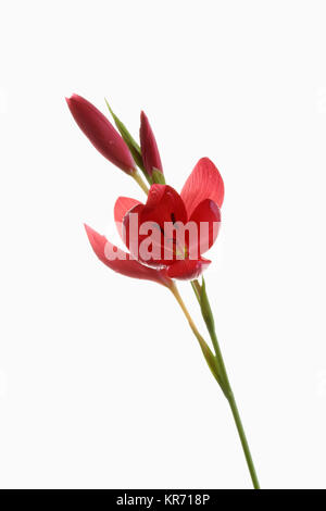 Kaffir Lily, Schizostylis coccinea, öffnen Sie tief rosa Blüten an einem Stiel mit Filamenten und staubblatt gegen einen reinen weißen Hintergrund gedreht. Stockfoto