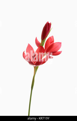 Kaffir Lily, Schizostylis coccinea, öffnen Sie tief rosa Blüten an einem Stiel mit Filamenten und staubblatt gegen einen reinen weißen Hintergrund gedreht. Stockfoto