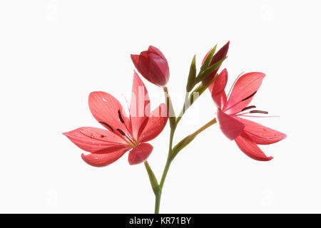 Kaffir Lily, Schizostylis coccinea, öffnen Sie tief rosa Blüten an einem Stiel mit Filamenten und staubblatt gegen einen reinen weißen Hintergrund gedreht. Stockfoto