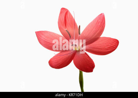 Kaffir Lily, Schizostylis coccinea, einzelne offene tief rosa Blume Kopf mit Filamenten und staubblatt gegen einen reinen weißen Hintergrund gedreht. Stockfoto