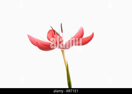 Kaffir Lily, Schizostylis coccinea, einem vollständig geöffneten tief rosa Blume Kopf auf einem Stiel mit Filamenten und staubblatt gegen einen reinen weißen Hintergrund gedreht. Stockfoto