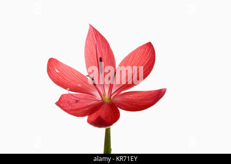 Kaffir Lily, Schizostylis coccinea, einzelne offene tief rosa Blume Kopf auf einem einzelnen Stamm mit Filamenten und staubblatt gegen einen reinen weißen Hintergrund gedreht. Stockfoto