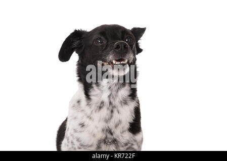 Porträt eines Hundes Stockfoto