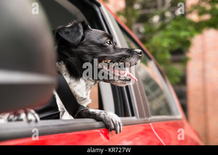 Hund suchen Aus einem Auto Fenster Stockfoto