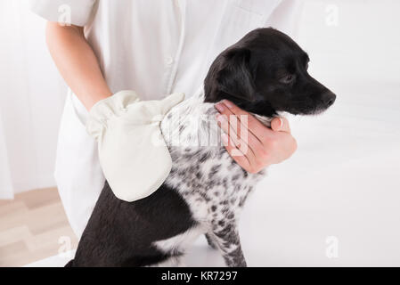 Tierarzt Prüfung Hund Stockfoto