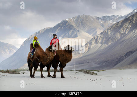 Mutter und Sohn, doppelt Hump Kamele und durchqueren die Wüste im Nubra Valley, Ladakh, Jammu und Kaschmir, Indien Stockfoto