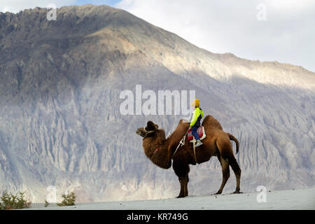 Junge westliche Junge Reiter doppelt Hump Kamel und durchqueren die Wüste im Nubra Valley, Ladakh, Jammu und Kaschmir, Indien Stockfoto