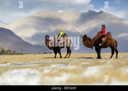 Mutter und Sohn, doppelt Hump Kamele und durchqueren die Wüste im Nubra Valley, Ladakh, Jammu und Kaschmir, Indien Stockfoto