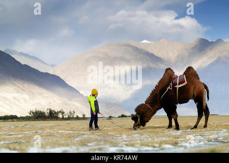 Junge westliche Junge Reiter doppelt Hump Kamel und durchqueren die Wüste im Nubra Valley, Ladakh, Jammu und Kaschmir, Indien Stockfoto