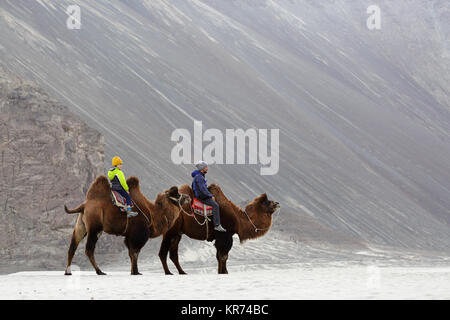 Vater und Sohn, doppelt Hump Kamel und durchqueren die Wüste im Nubra Valley, Ladakh, Jammu und Kaschmir, Indien Stockfoto