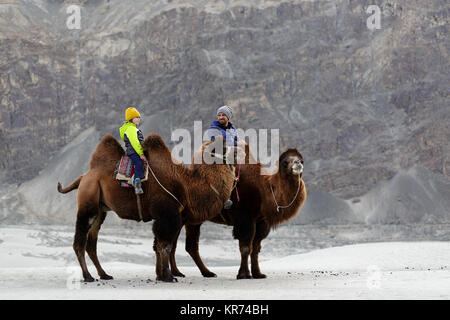 Vater und Sohn, doppelt Hump Kamel und durchqueren die Wüste im Nubra Valley, Ladakh, Jammu und Kaschmir, Indien Stockfoto